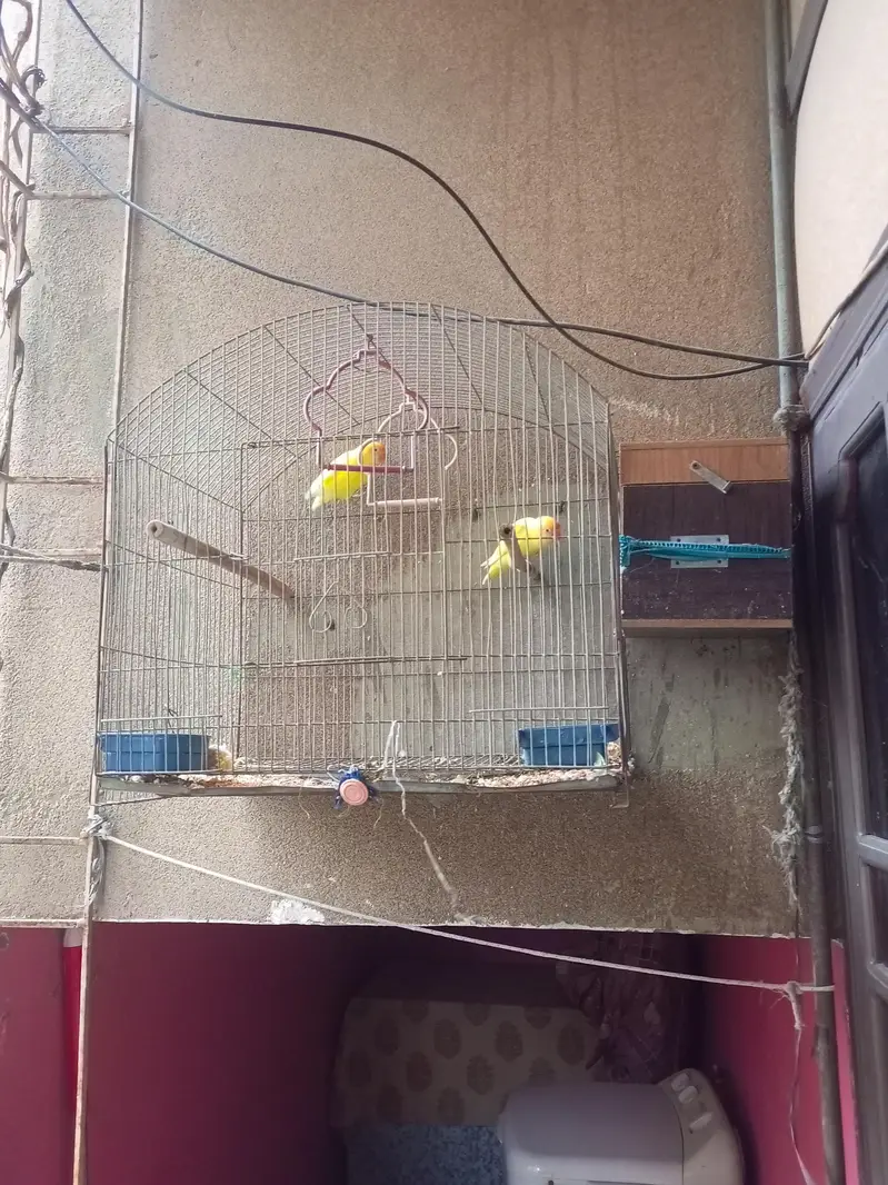 love bird — photo 3
