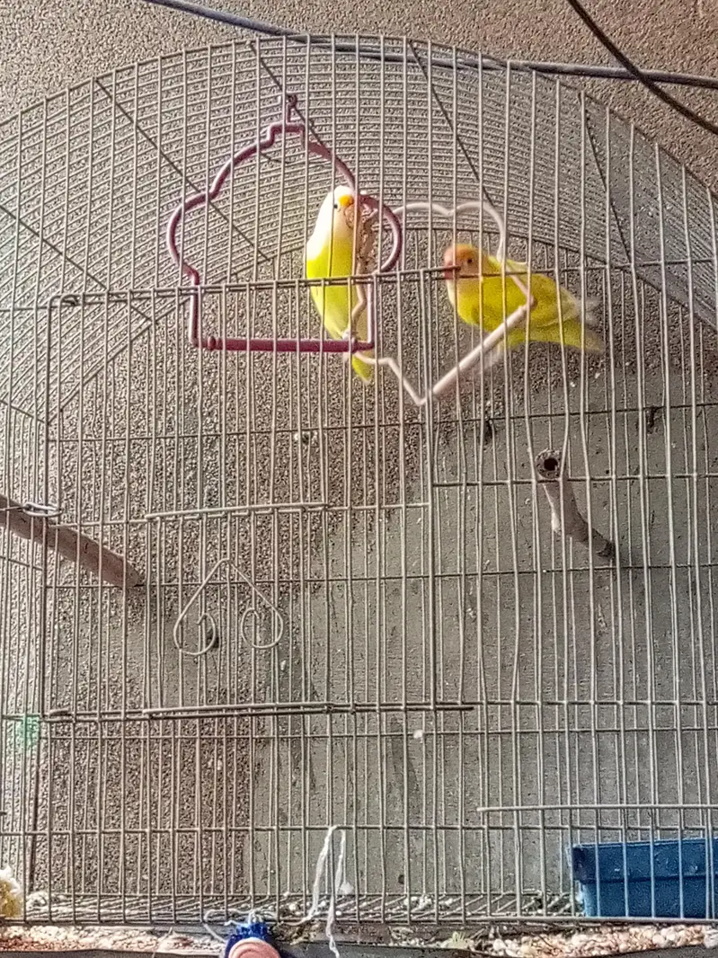 love bird — photo 4