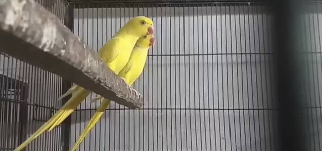 Different birds