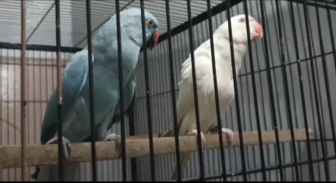 Different birds 1