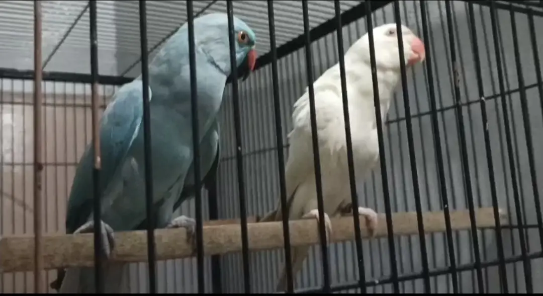 Different birds — photo 2