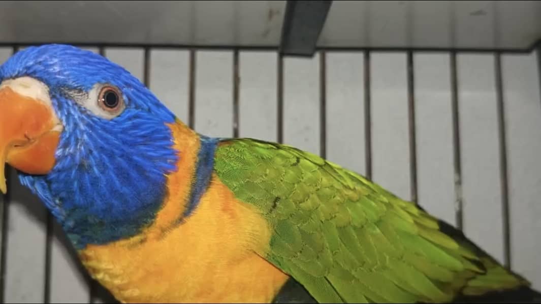 Different birds 2