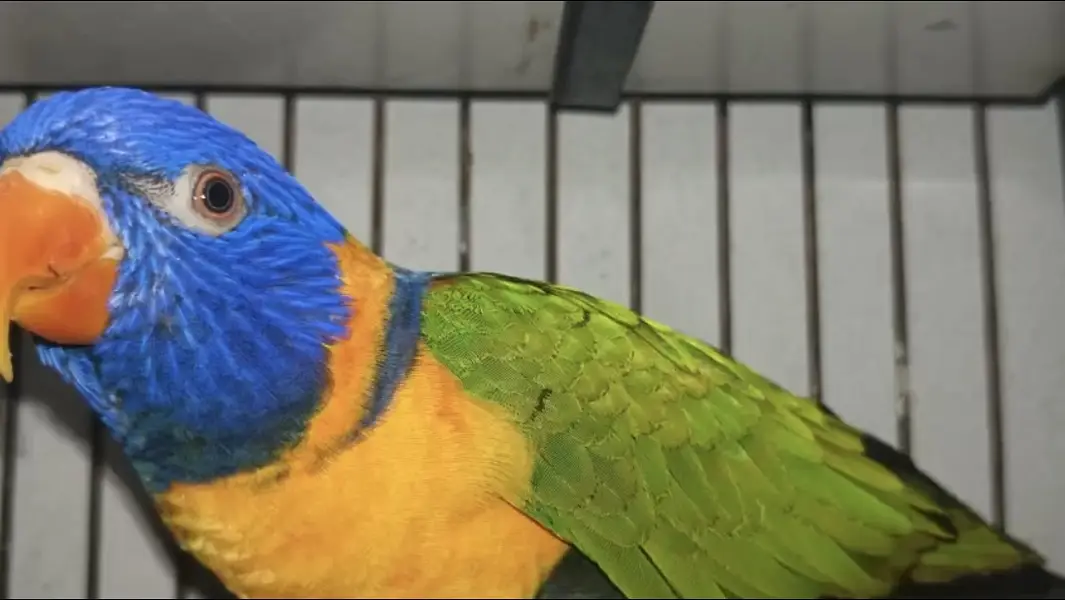 Different birds — photo 3