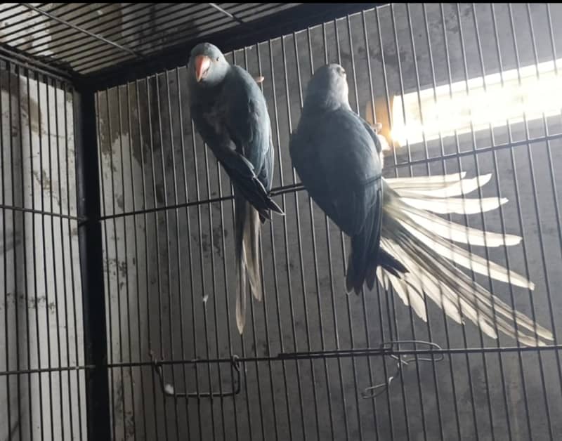 Different birds 3