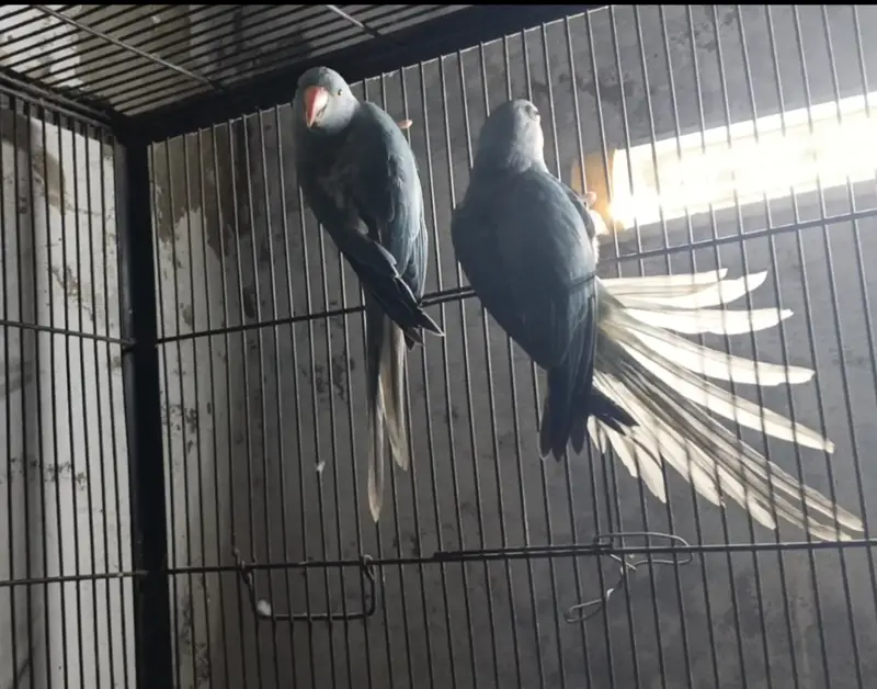 Different birds — photo 4