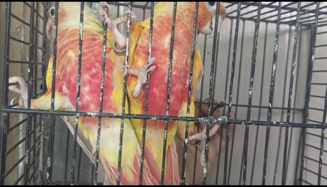 Different birds 4