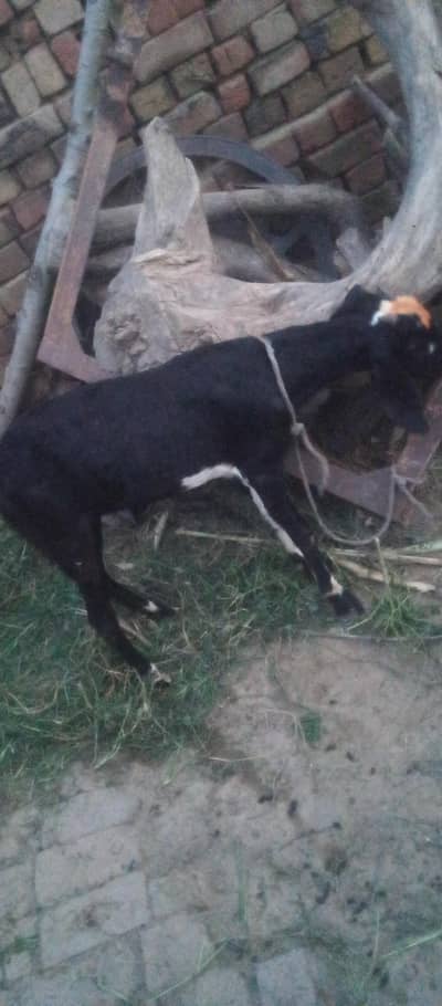 gote black