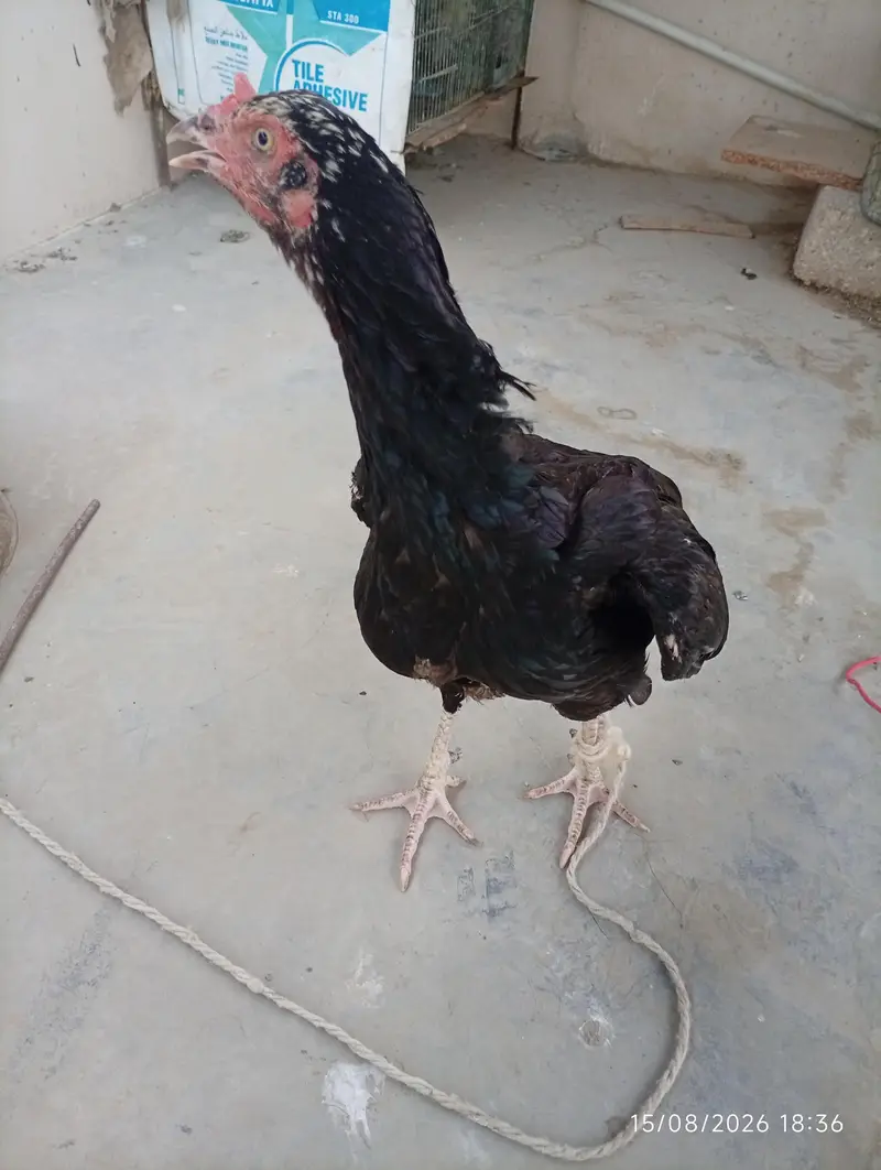 Aseel murgi — photo 2