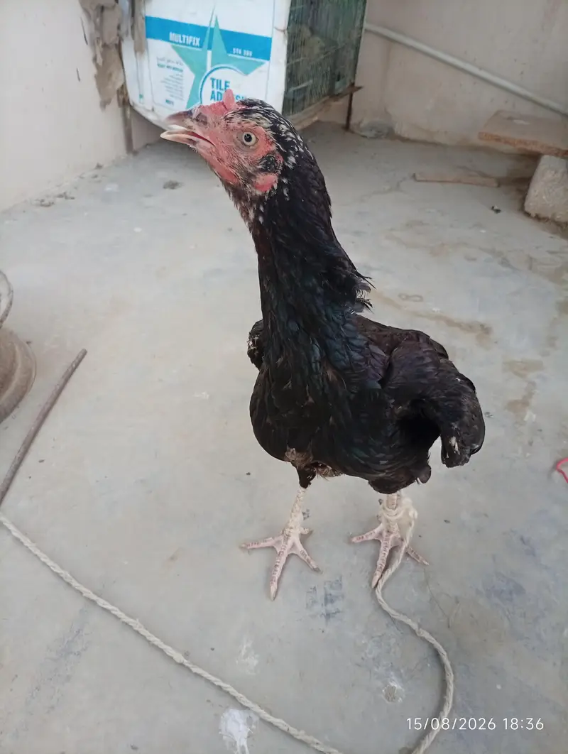 Aseel murgi — photo 3