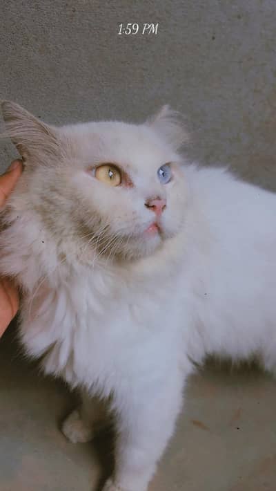 parsian, white, odd cats for sale Friendly cats and kittens bi hain