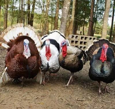 all turkey breeders Pair available for sale 03265300290