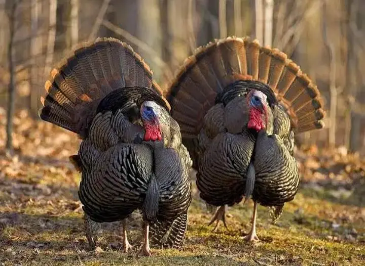 all turkey breeders Pair available for sale 03265300290 — photo 2