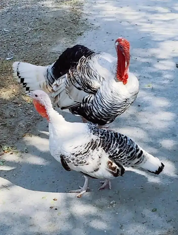 all turkey breeders Pair available for sale 03265300290 — photo 3