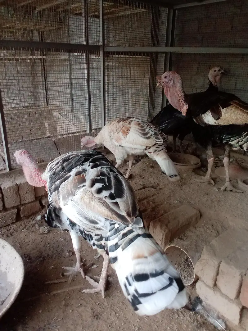 all turkey breeders Pair available for sale 03265300290 — photo 4