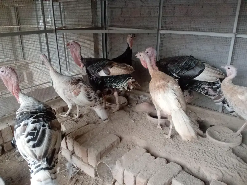 all turkey breeders Pair available for sale 03265300290 — photo 5