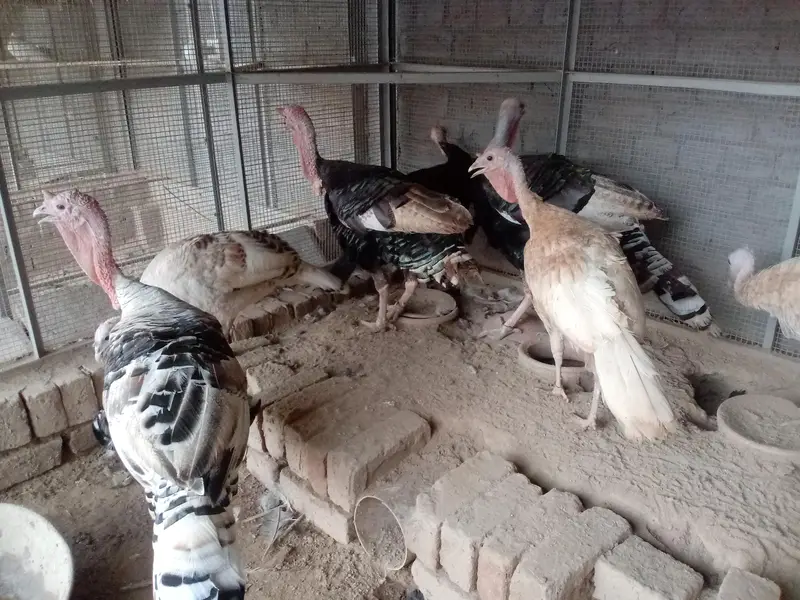 all turkey breeders Pair available for sale 03265300290 — photo 6