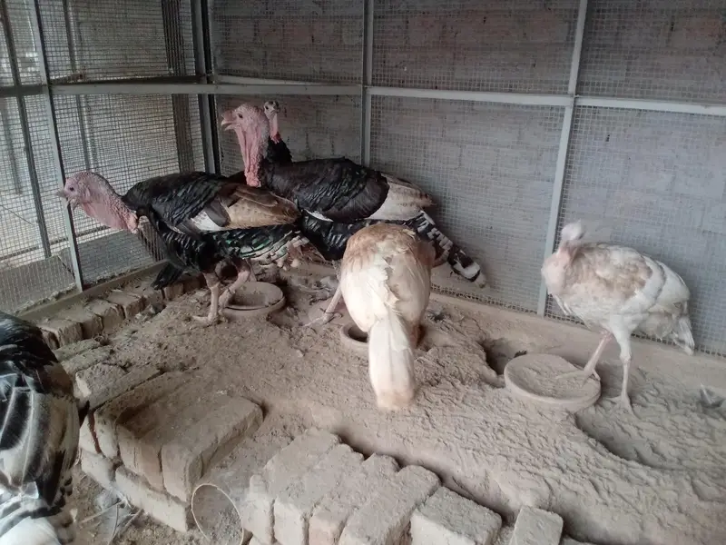 all turkey breeders Pair available for sale 03265300290 — photo 7