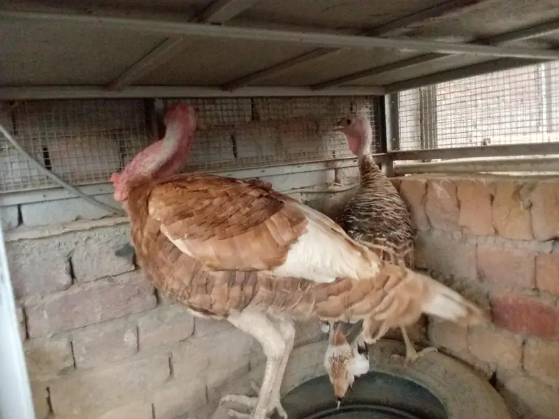 all turkey breeders Pair available for sale 03265300290 — photo 8