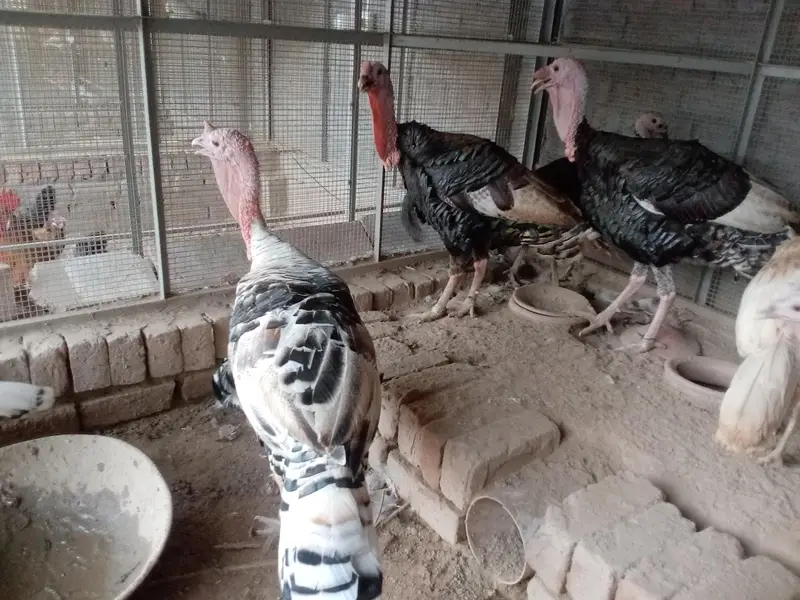 all turkey breeders Pair available for sale 03265300290 — photo 9