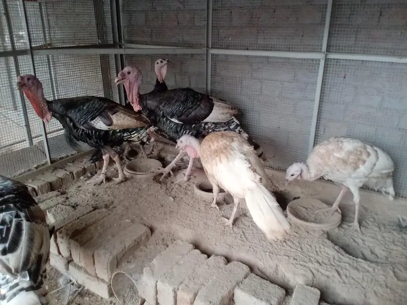 all turkey breeders Pair available for sale 03265300290 — photo 10