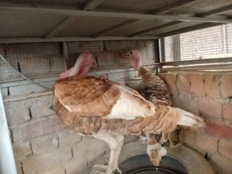 all turkey breeders Pair available for sale 03265300290 — photo 11