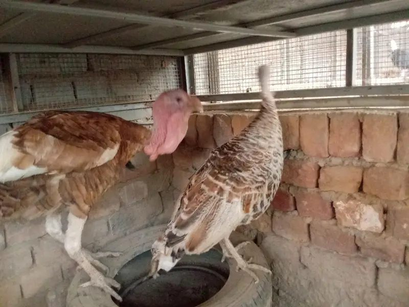 all turkey breeders Pair available for sale 03265300290 — photo 12