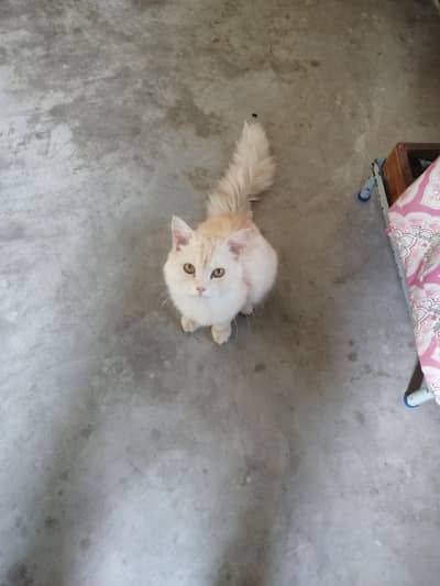 persian cats