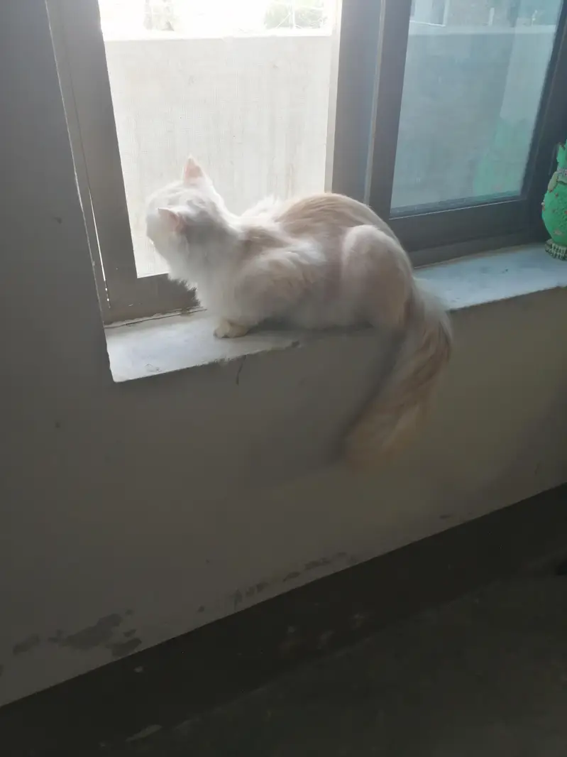 persian cats — photo 2