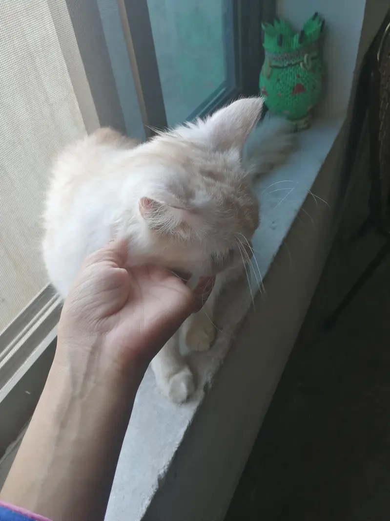 persian cats — photo 3