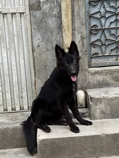 Black shepherd Male fully active and trained puppy