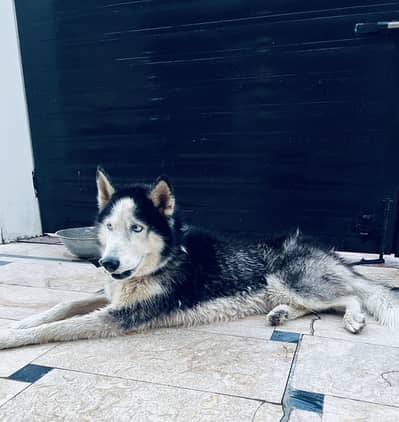 Male Siberian Husky - G15, Islamabad