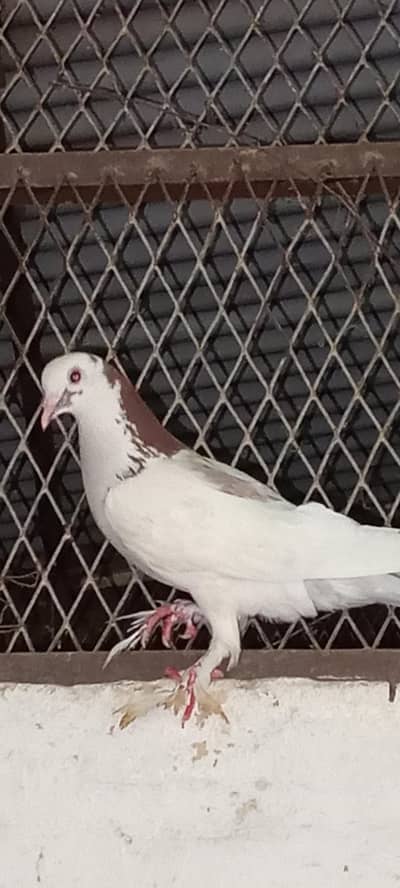 pigeon  for sale