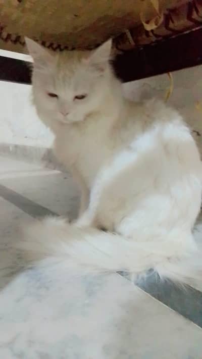 Persian cat for sale Age 10 month
