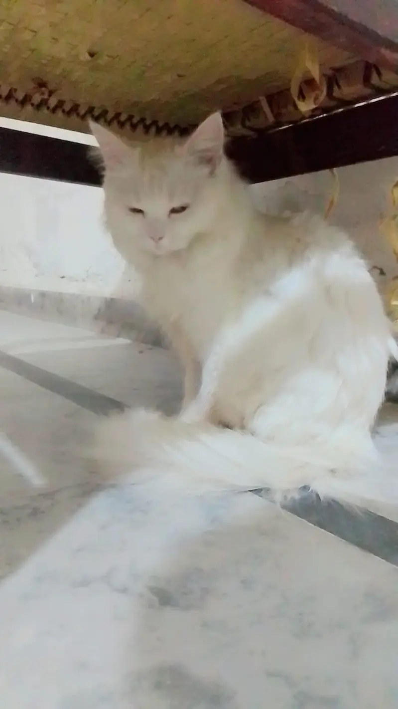 Persian cat for sale Age 10 month — photo 2
