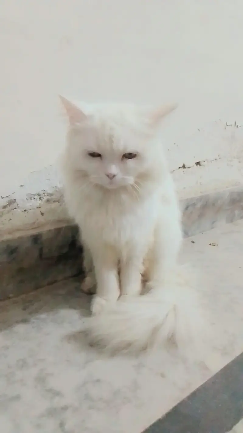 Persian cat for sale Age 10 month — photo 3