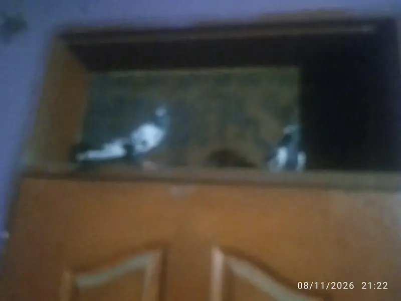 Farhan pets — photo 2