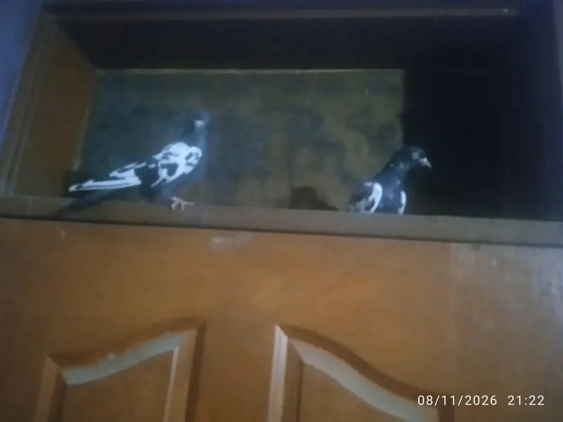Farhan pets — photo 3