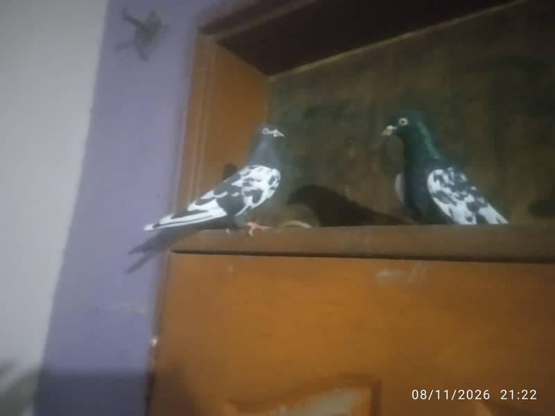 Farhan pets 3