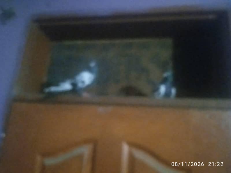 Farhan pets 4