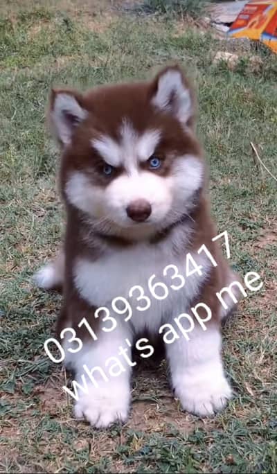 Siberian husky puppies/German Shepherd puppies