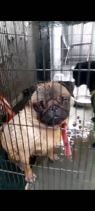 PUG pedigree breeder female for sale