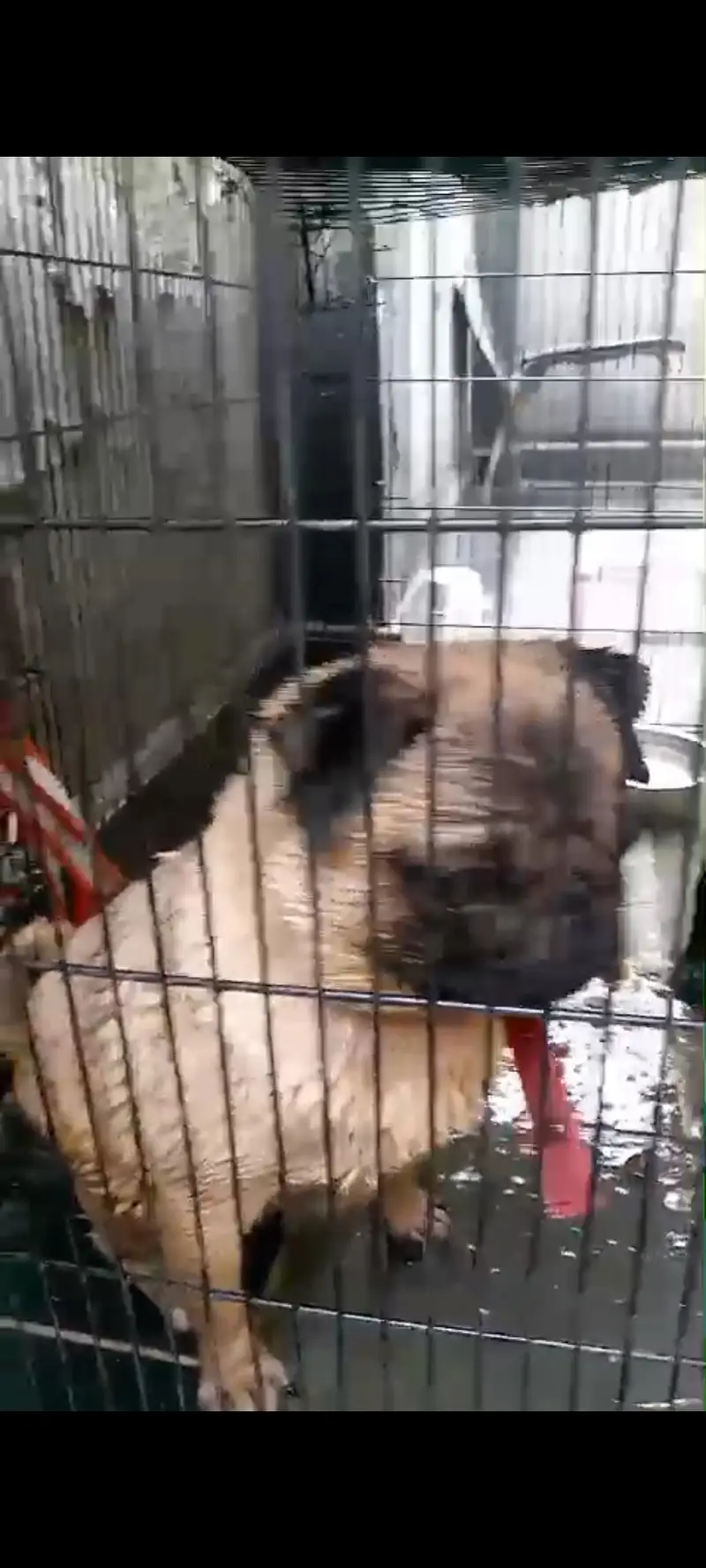 PUG pedigree breeder female for sale — photo 2