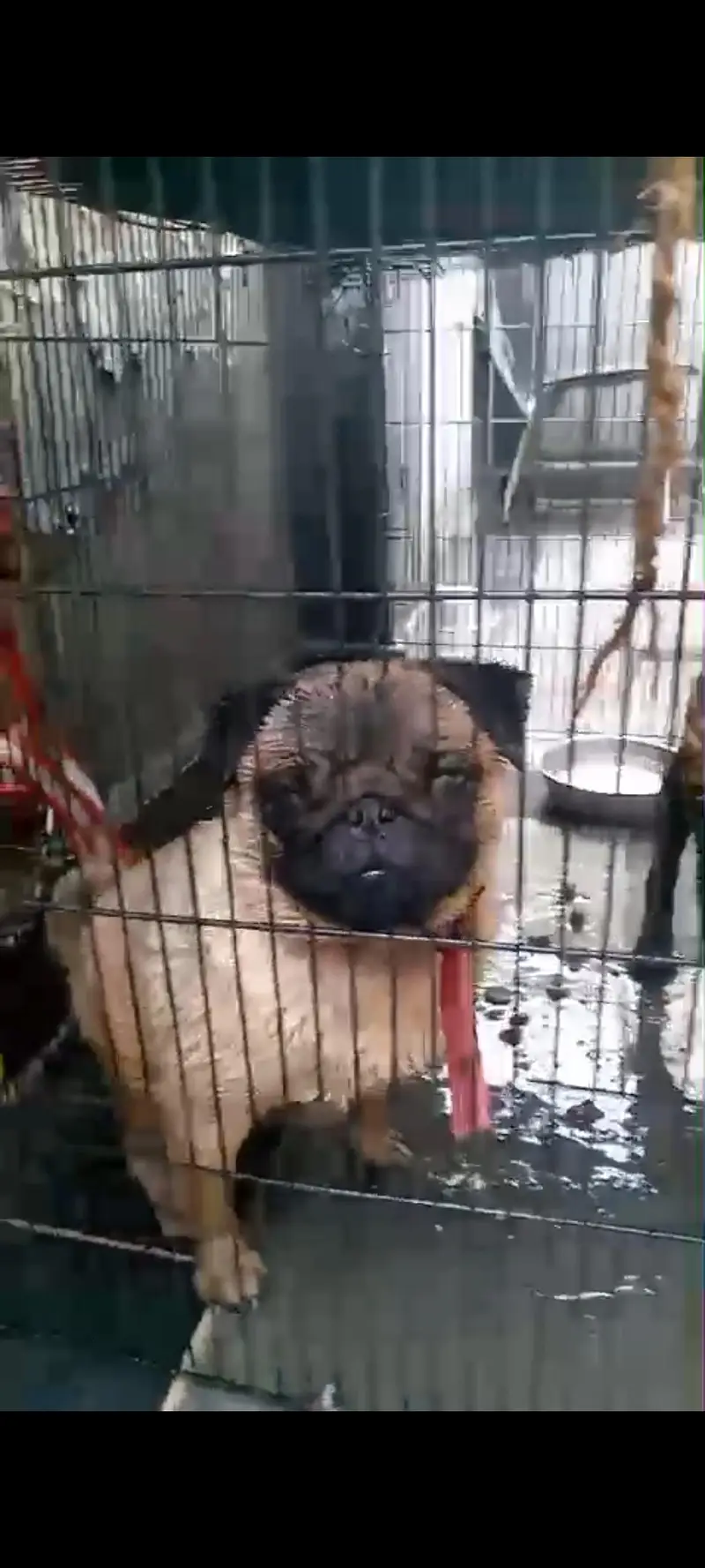 PUG pedigree breeder female for sale — photo 3