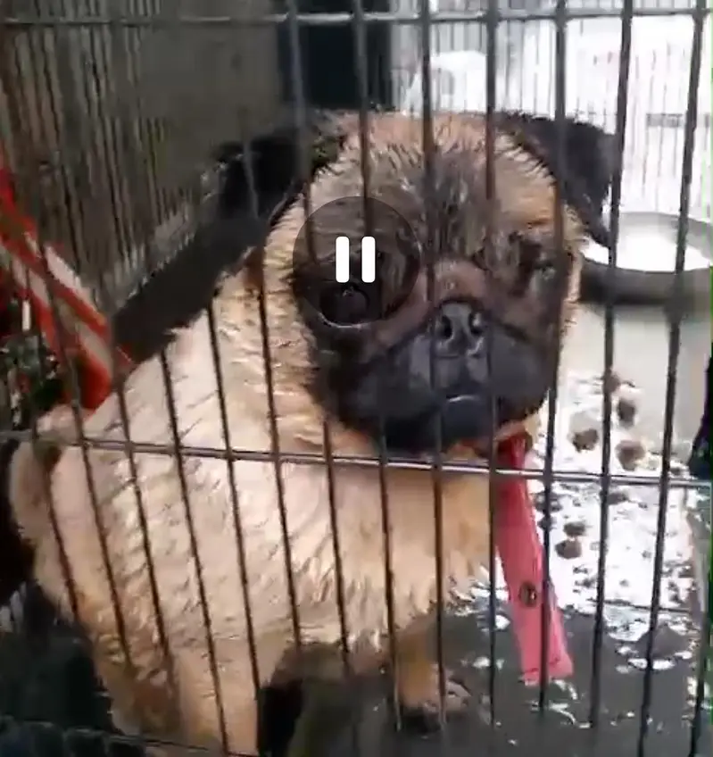 PUG pedigree breeder female for sale — photo 4