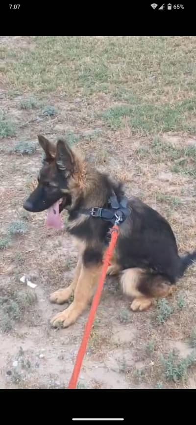 German shepherd dog  urgent sale