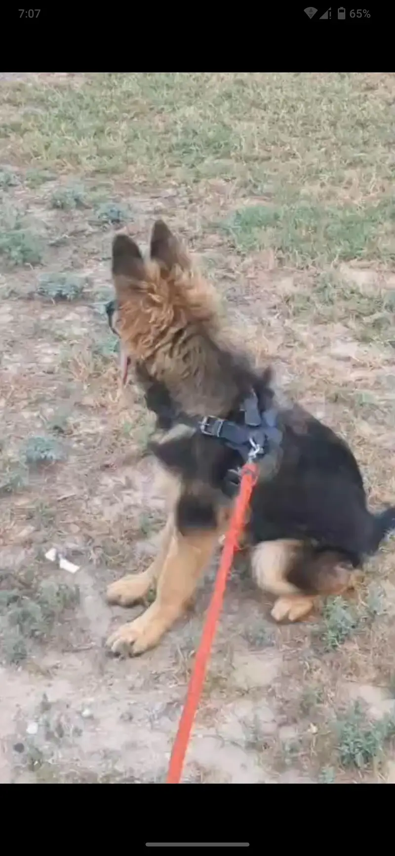 German shepherd dog  urgent sale — photo 2