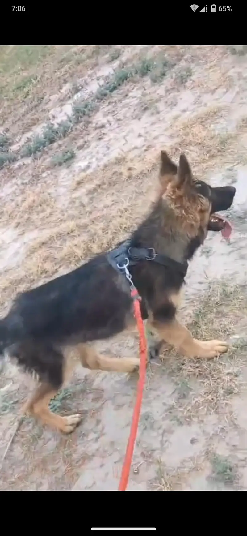 German shepherd dog  urgent sale — photo 3