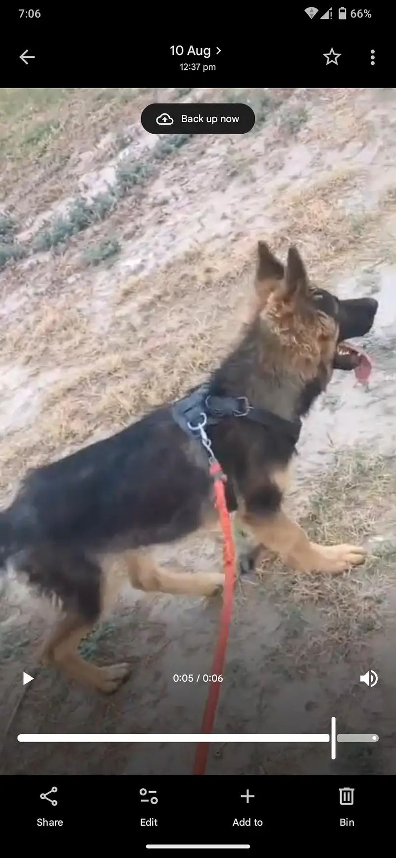 German shepherd dog  urgent sale — photo 4