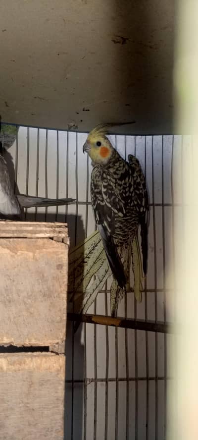 2breeder pair hain cocktail key
