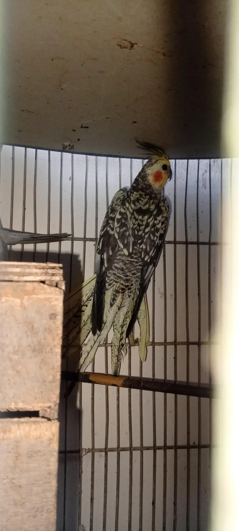 2breeder pair hain cocktail key — photo 2